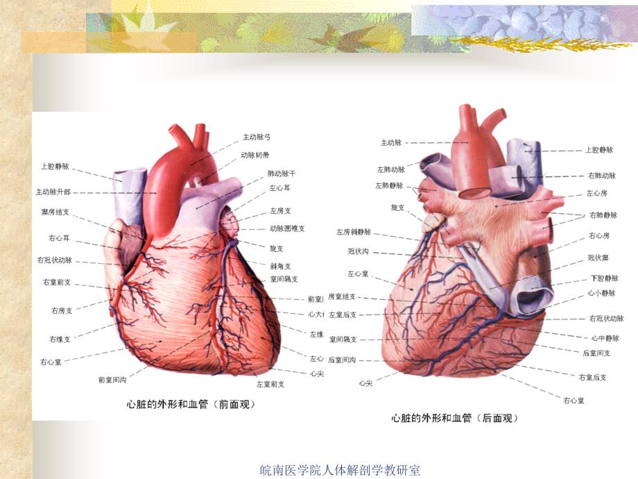 脉管系统解剖学课件—心课件_第4页