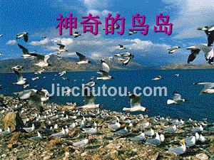 2014秋北京版语文四上《神奇的鸟岛》ppt课件4