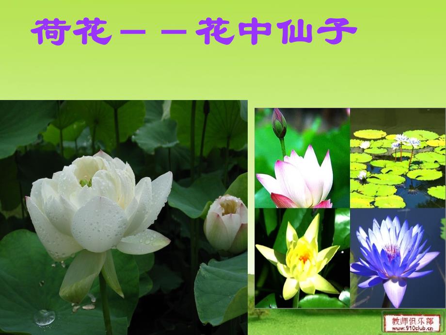 开花和结果教学课件_第4页