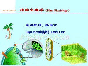 植物生理学经典幻灯片04-植物的呼吸作用