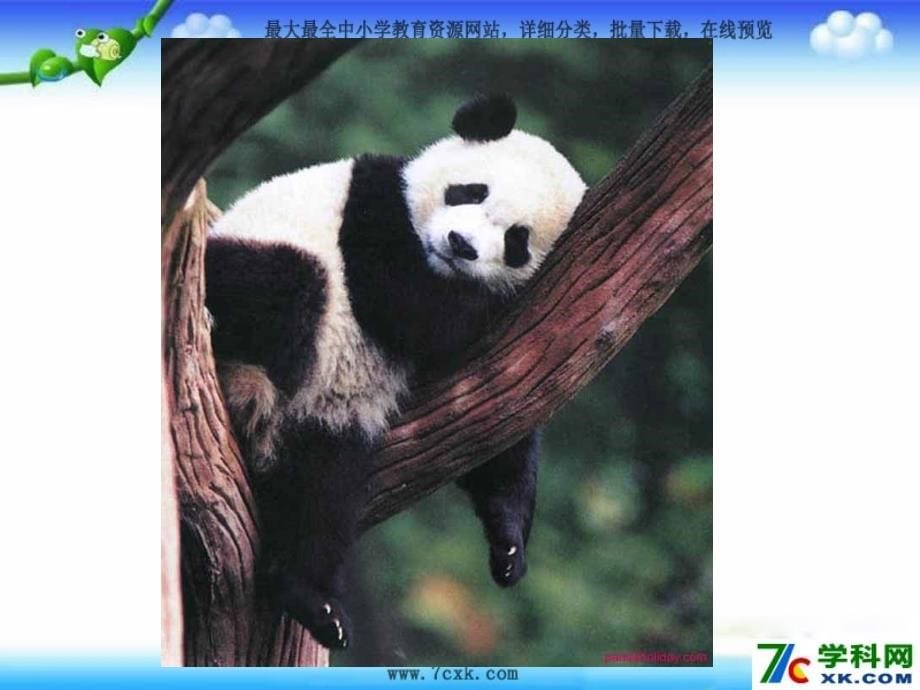 2014秋长春版语文二上《大熊猫出国》ppt课件3_第5页