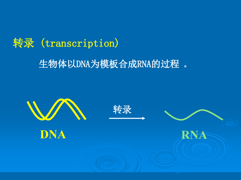 基础医学-生物化学第十一章 RNA的生物合成课件_第2页