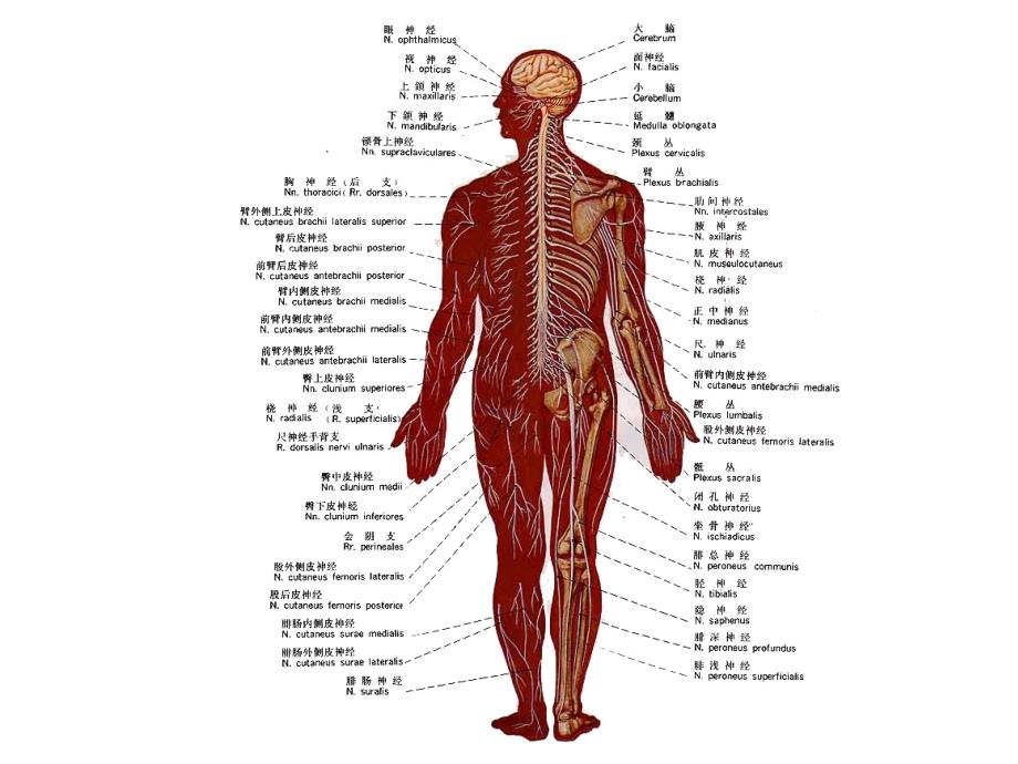 神经系统解剖学课件—神经系总论课件_第3页