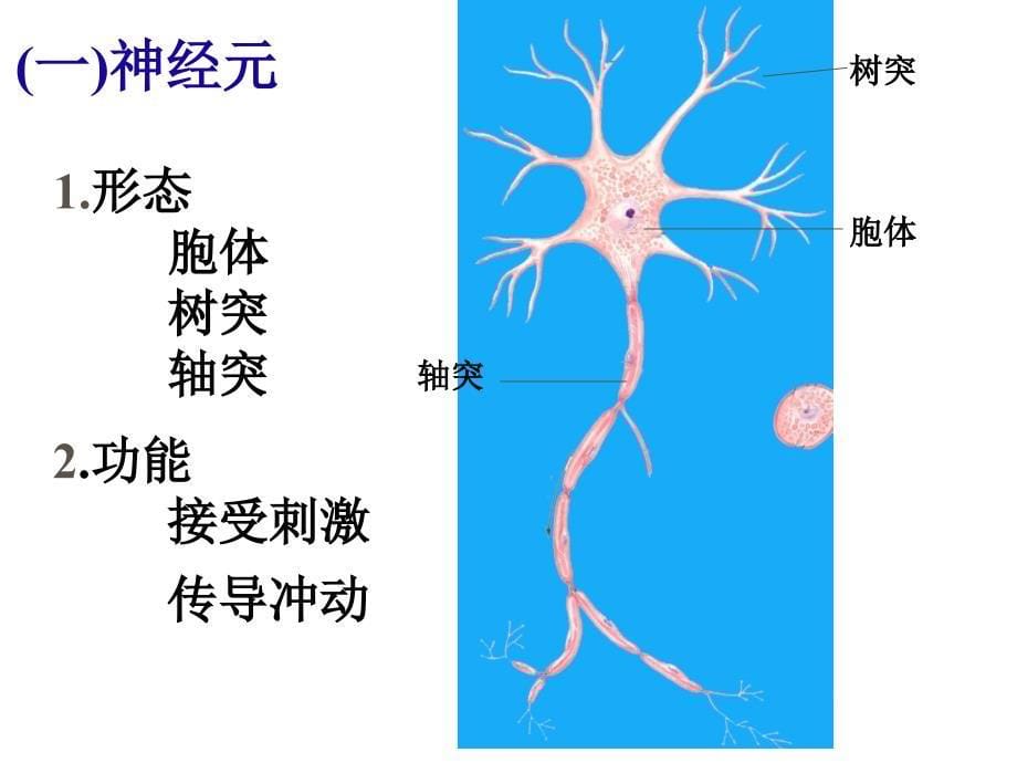 神经系统解剖学课件—神经系总论课件_第5页