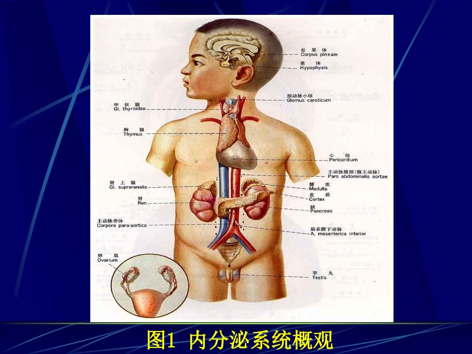 内分泌系统-ppt人体解剖学课件_第2页