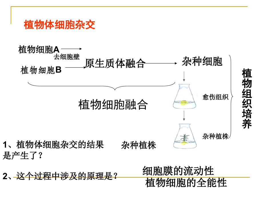 动物细胞工程-上课用课件_第2页