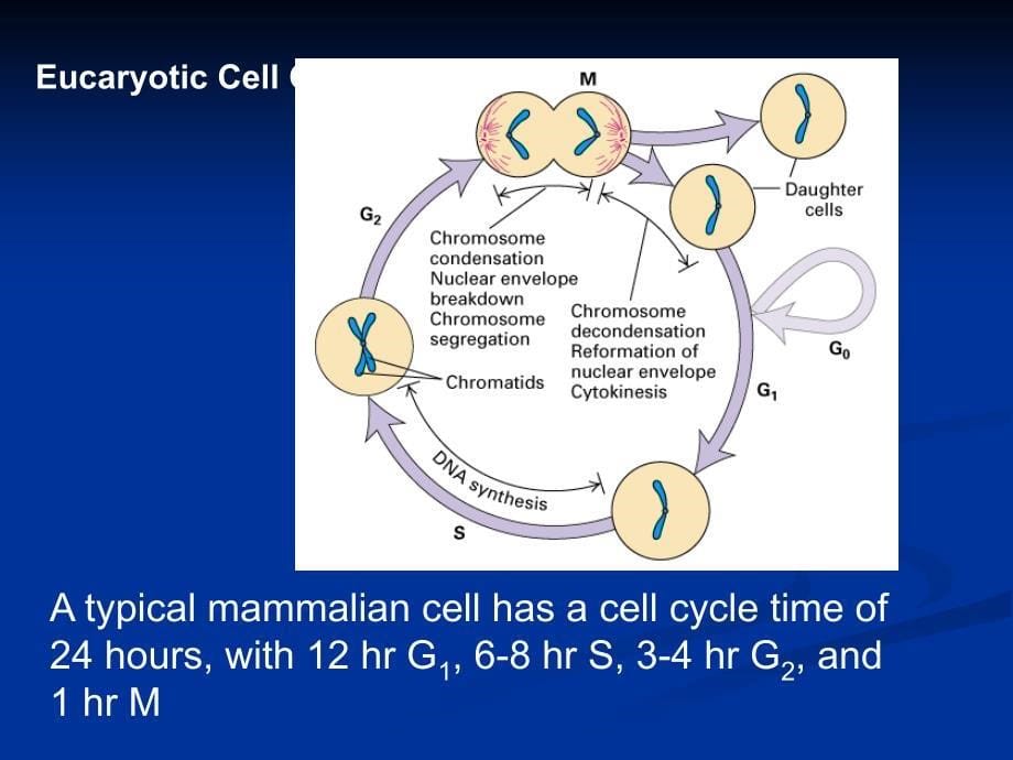 12细胞周期 - 2013年最新《细胞生物学》ppt课件 翟中和 第三版_第5页