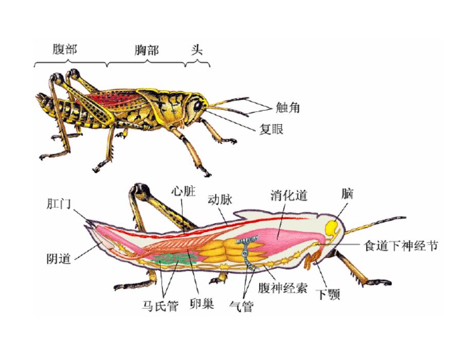 昆虫的内部结构及生理_第2页