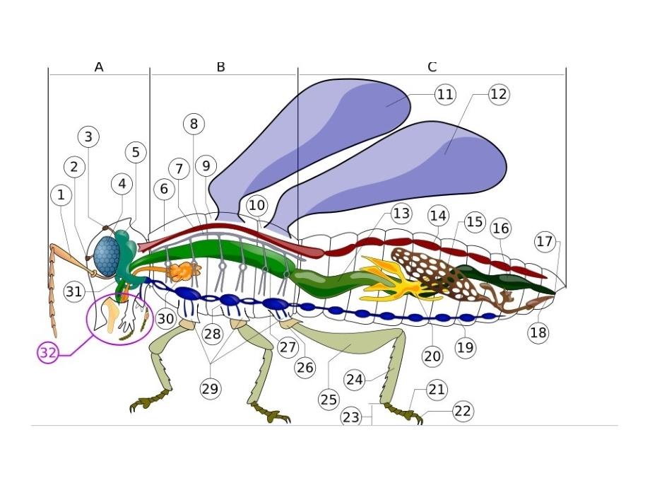 昆虫的内部结构及生理_第3页