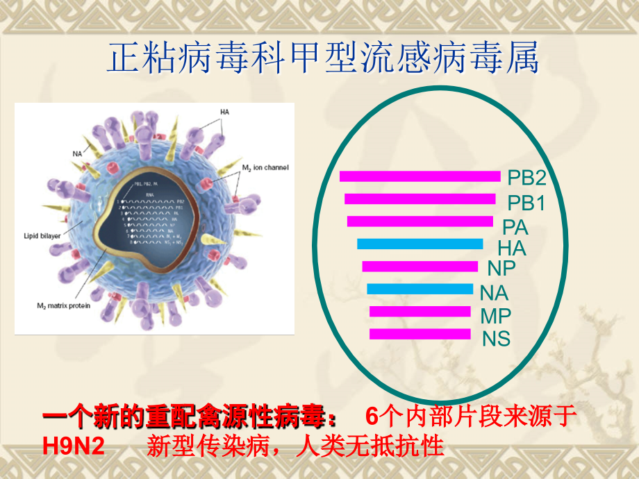 最新版2013年四月人感染h7n9禽流感治疗_第4页