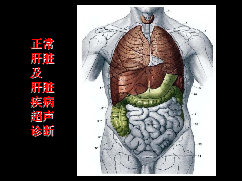 肝脏超声诊断-ppt医学影像学课件_第1页
