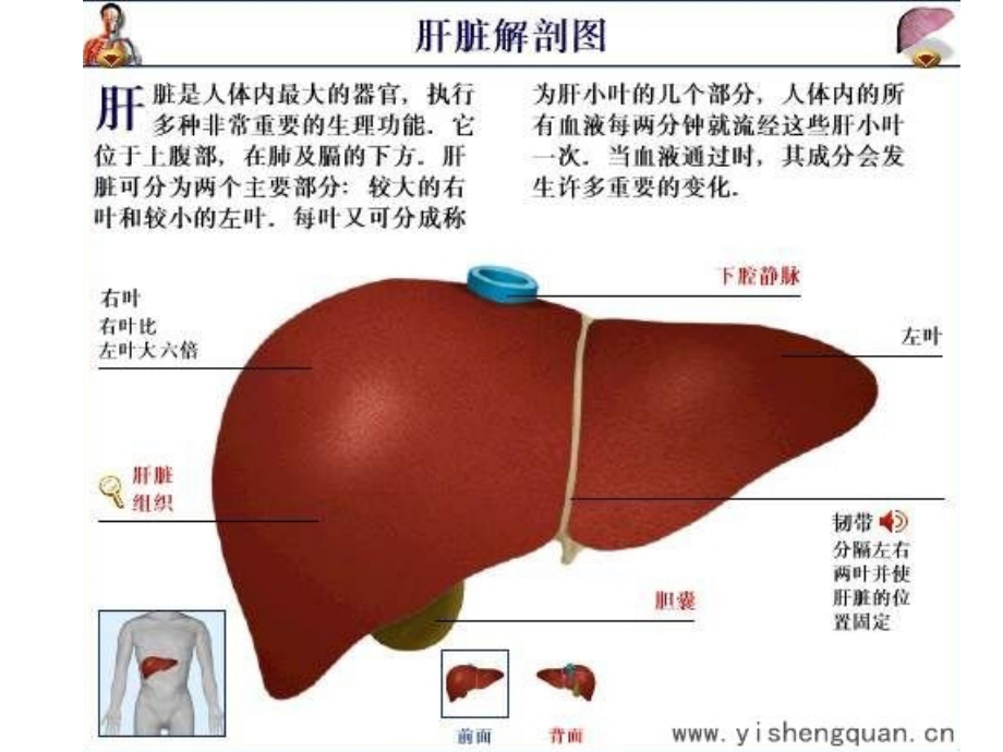 肝脏超声诊断-ppt医学影像学课件_第3页