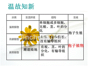 《种子植物》课件(2)