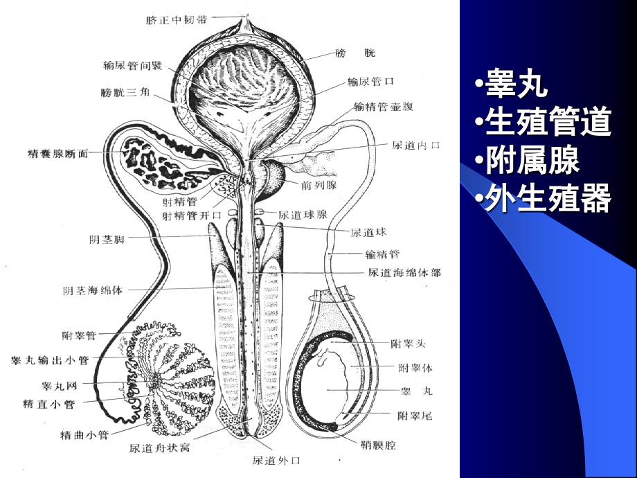男性生殖系统--组织学与胚胎学_第3页