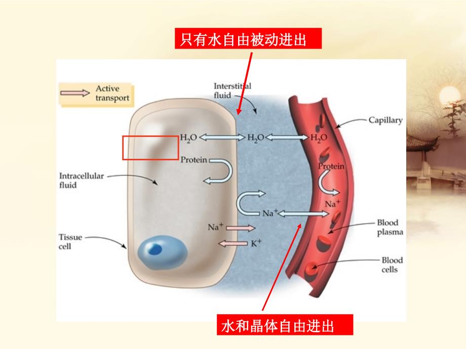 禁食、危重病人补液课件_第3页