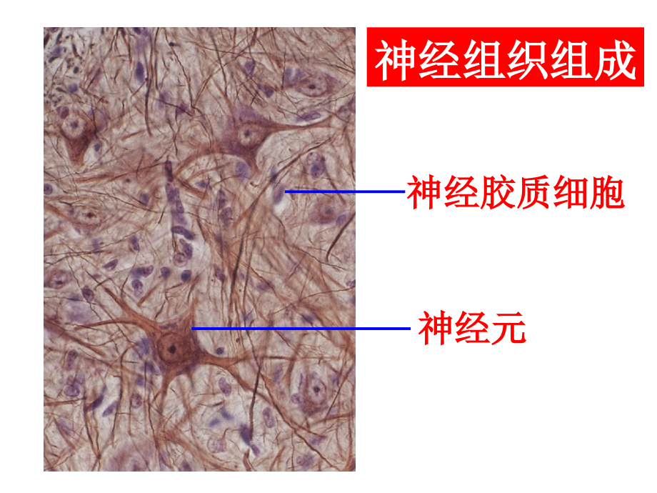 神经组织课件_1_第2页