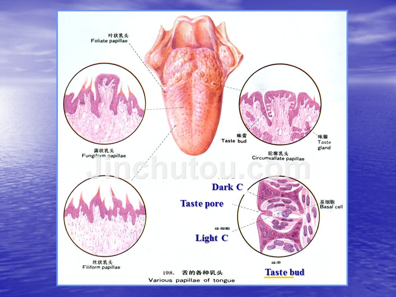 消化管-舌--组织学和胚胎学课件_第3页