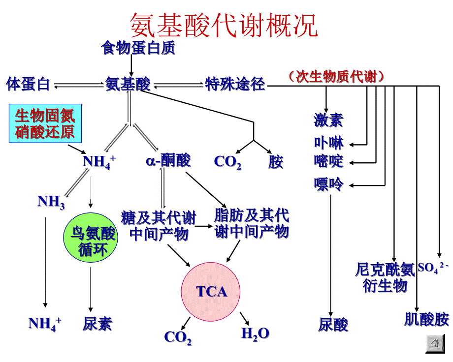 生化蛋白质的酶促降解及氨基酸代谢课件_第3页