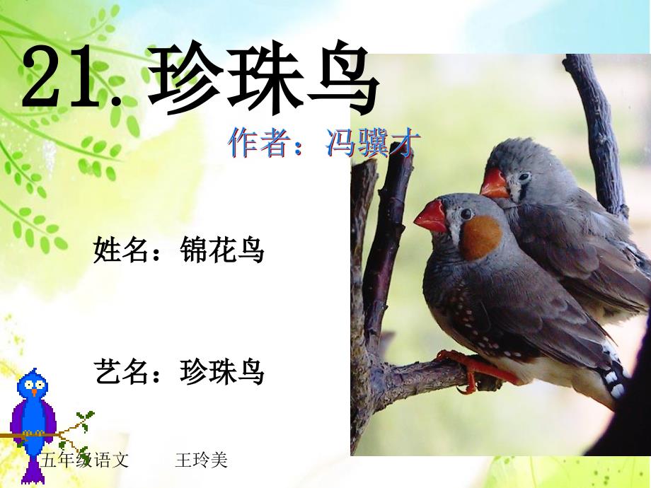 11西师大版五年级语文下册《珍珠鸟》ppt课件.ppt_第1页
