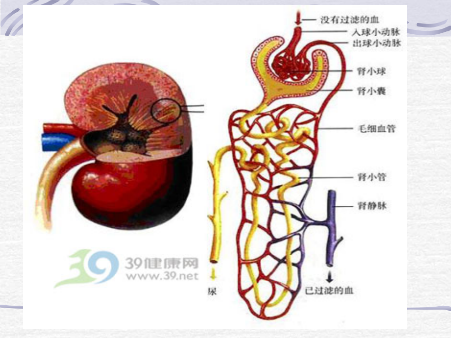 肾脏疾病的生物化学诊断20110406课件_第4页