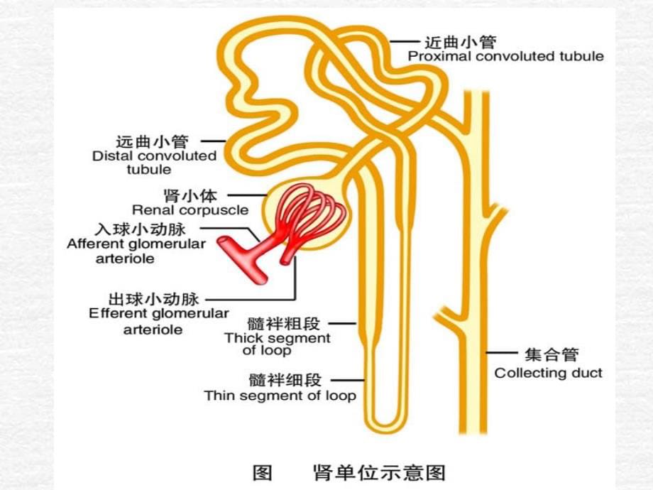 肾脏疾病的生物化学诊断20110406课件_第5页