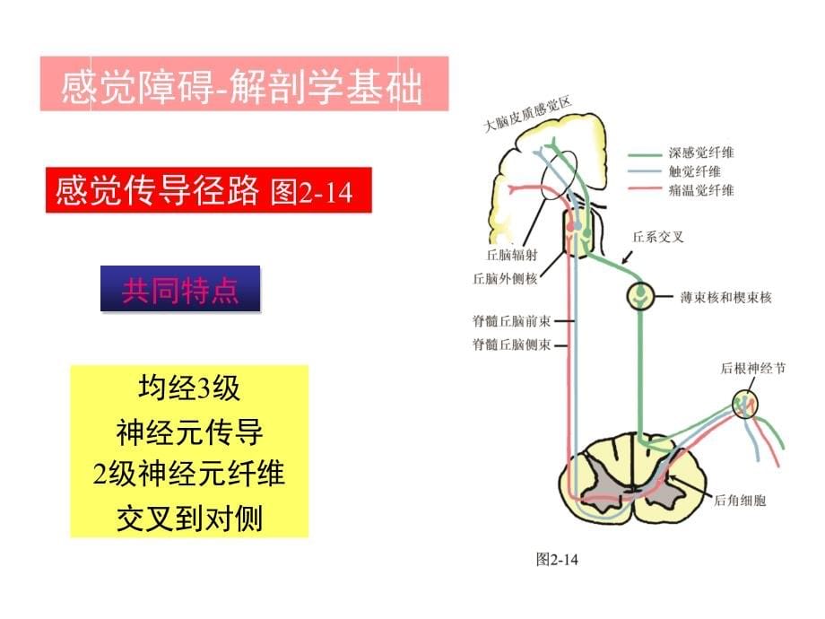 运动与感觉课件_第5页