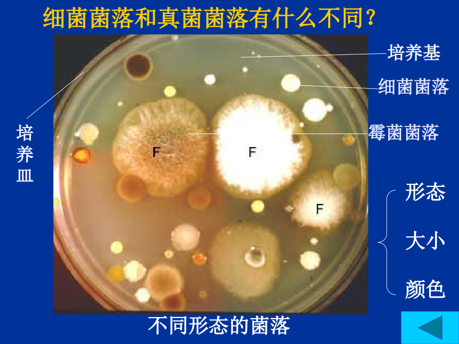 人教版生物八年级上册5.4.1《细菌和真菌的分布》课件-(共55张ppt)_第4页