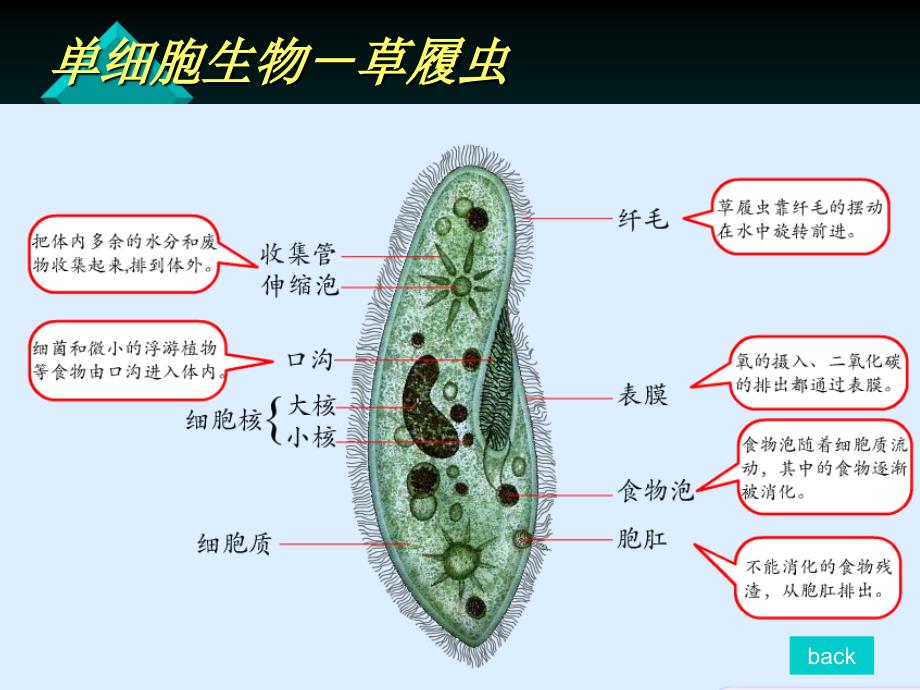 普通生物学第八章-血液与循环_第3页