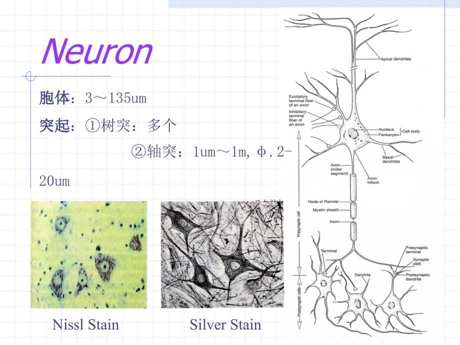 神经系总论、周围神经系统概述课件_第5页