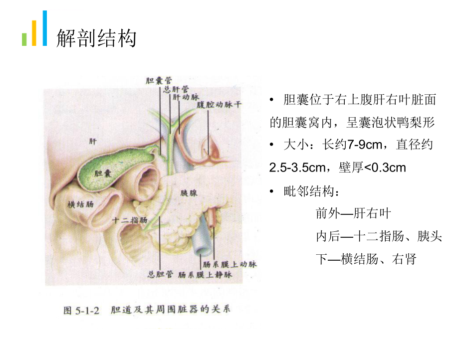 胆囊肿瘤性病变的超声诊断课件_第2页