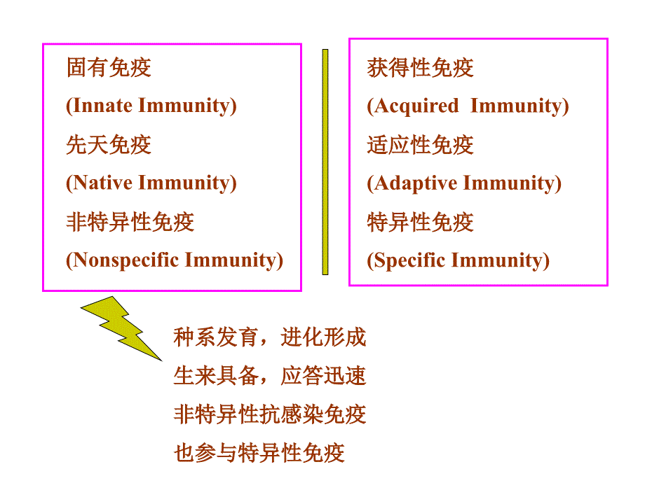 固有免疫细胞及功能中文ppt-医学免疫学课件_第3页