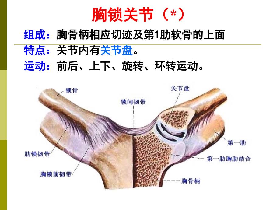 上下肢关节、颅骨连结(xie)-ppt人体解剖学课件_第2页