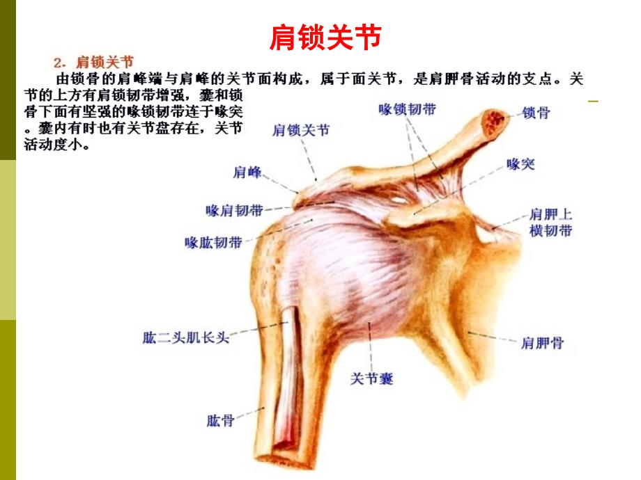上下肢关节、颅骨连结(xie)-ppt人体解剖学课件_第3页