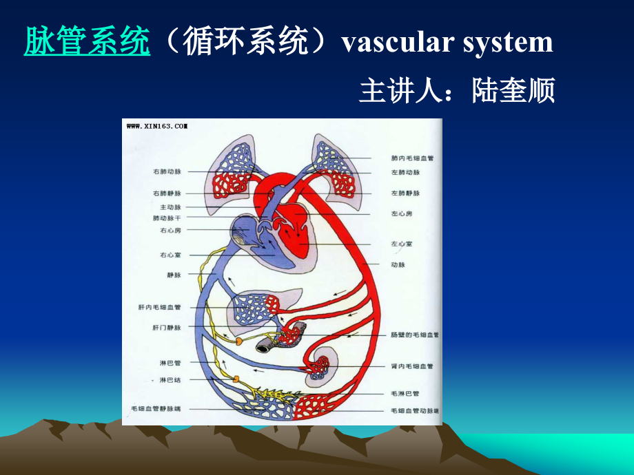 脉管系统-ppt人体解剖学课件_第4页