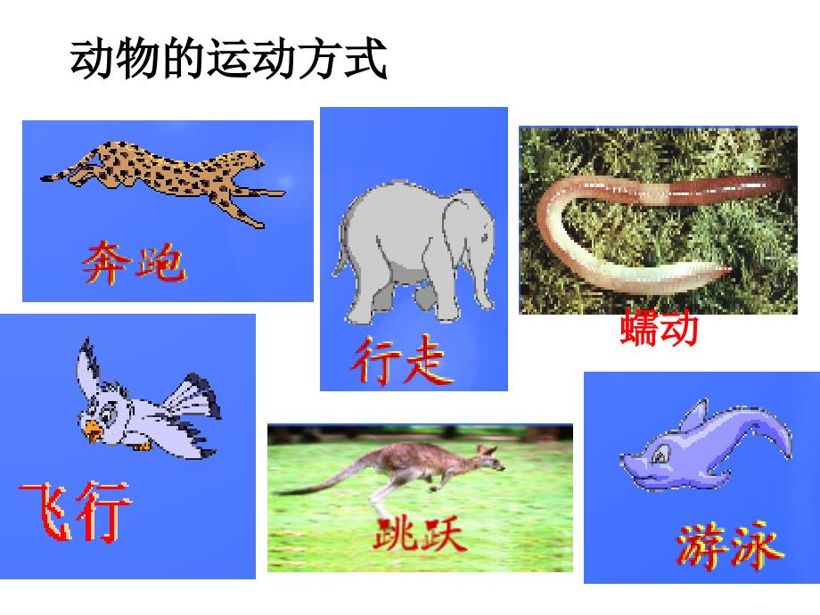 初中生物优质课件精选--动物的运动wu_第2页