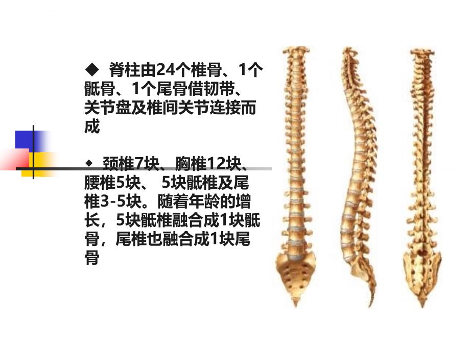 脊髓损伤及其针灸治疗简介课件_第2页