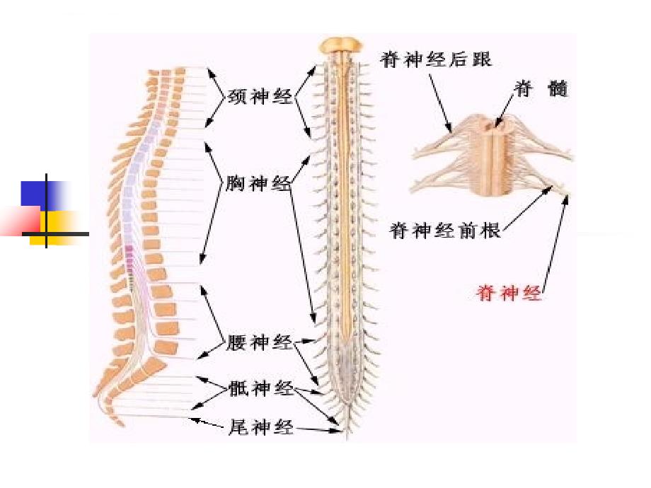 脊髓损伤及其针灸治疗简介课件_第3页