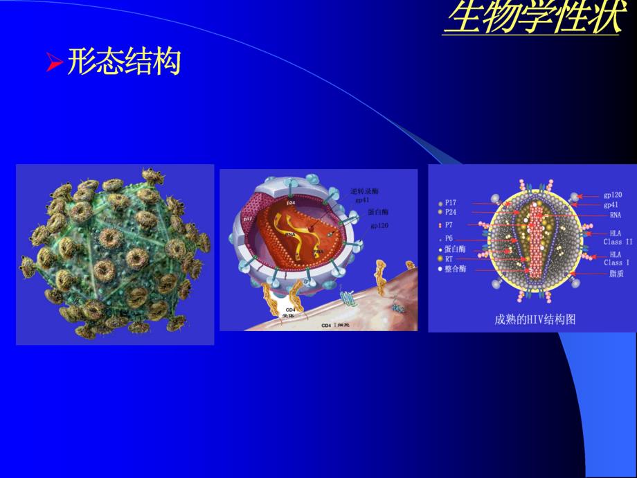 反转录病毒ppt-医学微生物学课件_第4页