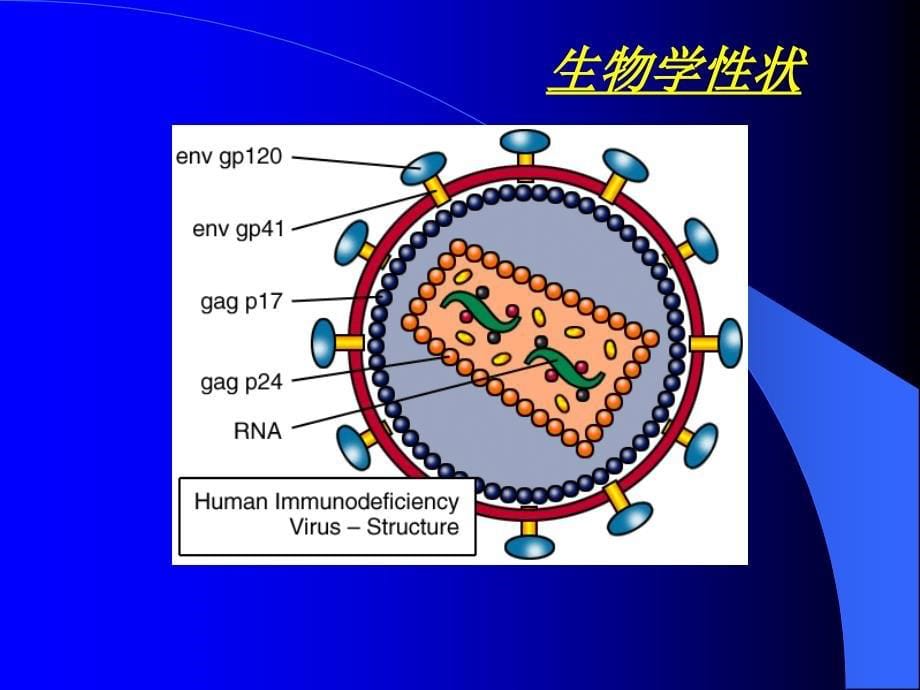 反转录病毒ppt-医学微生物学课件_第5页