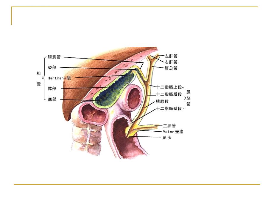 胆囊相关知识课件_第3页