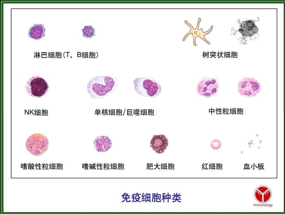 免疫细胞ppt-医学免疫学课件_第5页