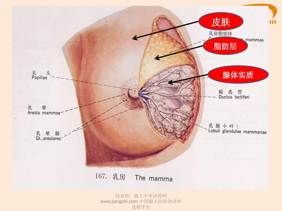 乳腺增生-中华讲师网_第3页