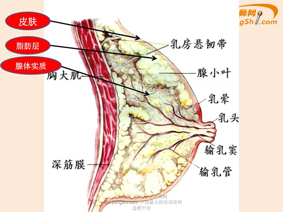 乳腺增生-中华讲师网_第4页