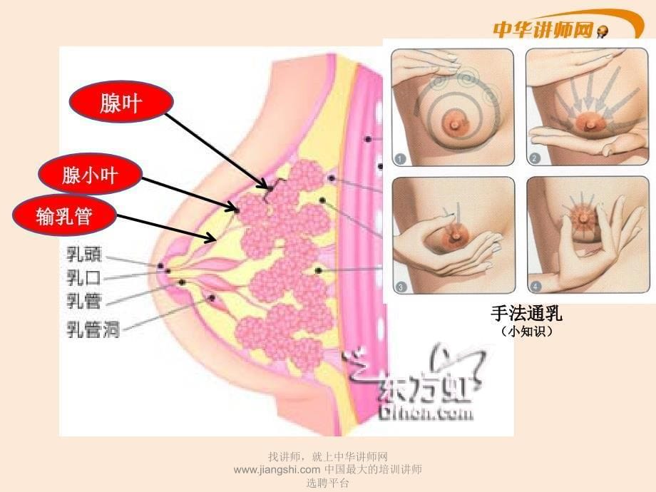 乳腺增生-中华讲师网_第5页