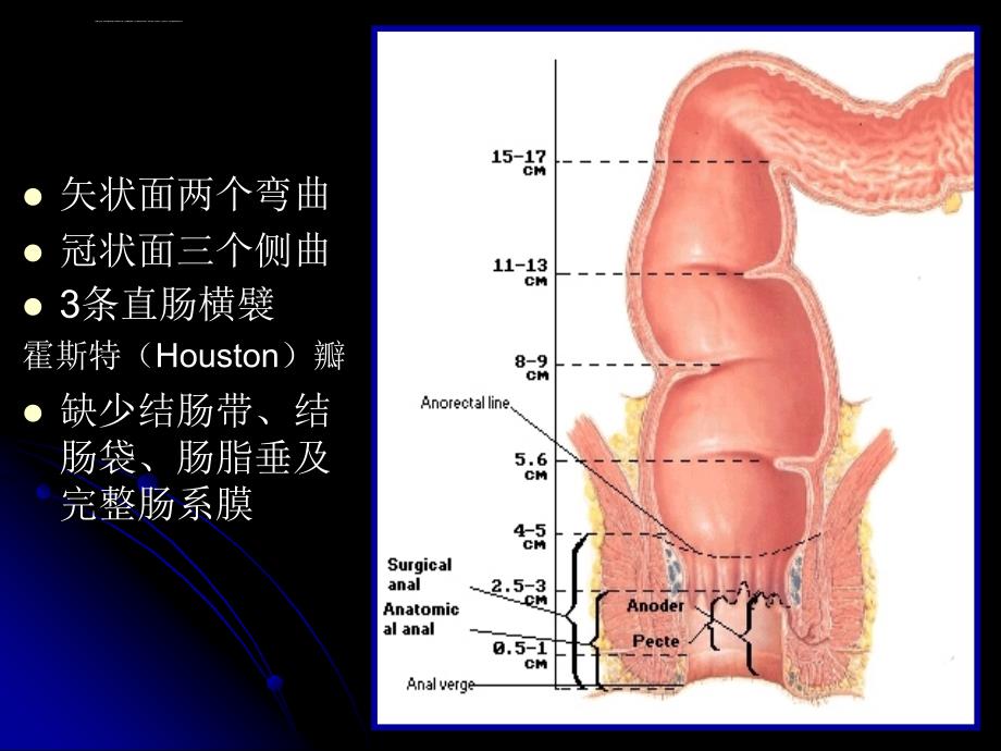 结直肠肛管解剖-凌光烈-修改版课件_第3页