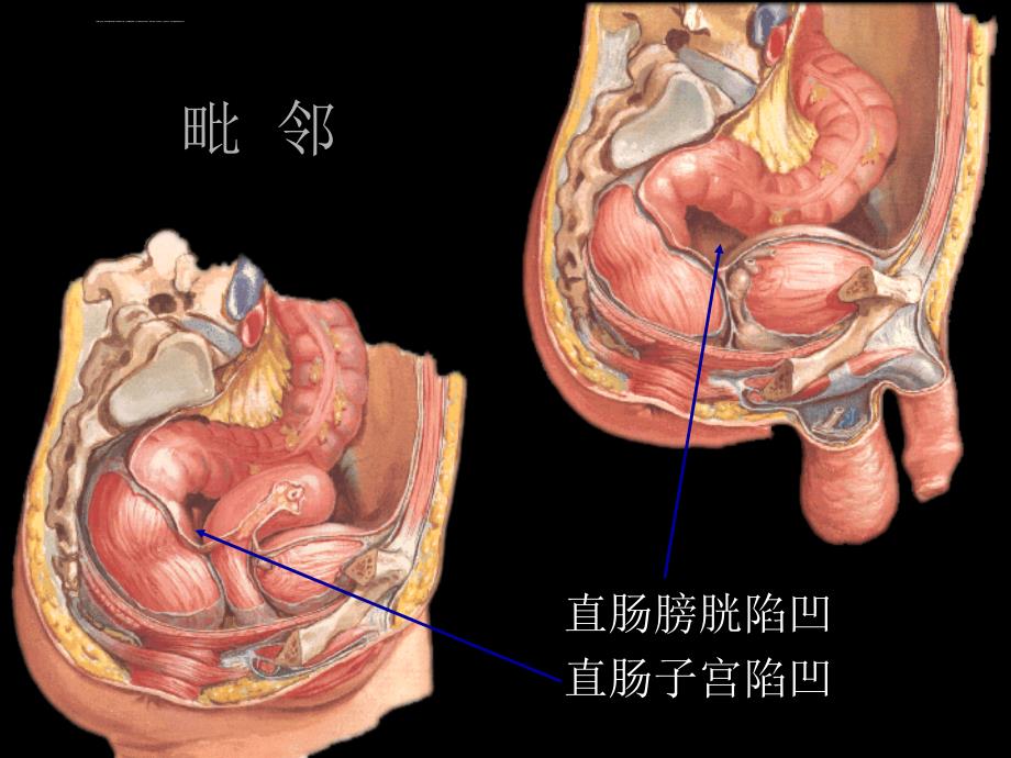 结直肠肛管解剖-凌光烈-修改版课件_第4页