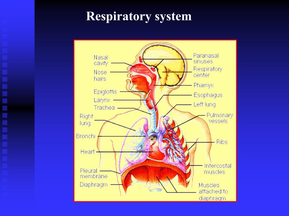 呼吸系统--组织学和胚胎学_第2页