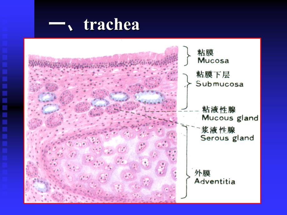 呼吸系统--组织学和胚胎学_第4页