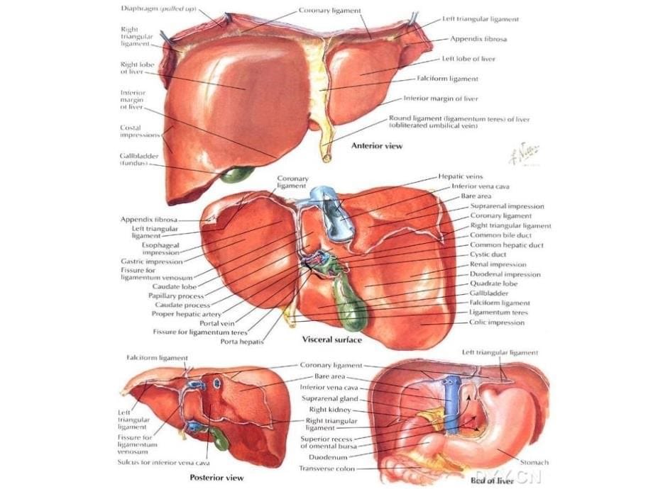 肝脏应用解剖课件_第5页