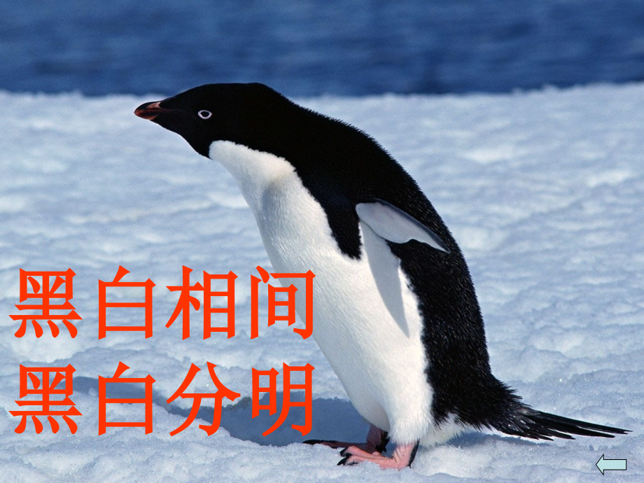 2014秋北京版语文三上《登上企鹅岛》ppt课件5_第4页